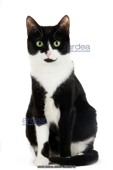 : Cat - Black & White domestic Cat - sitting down : Cat - Black & White domestic Cat - sitting down