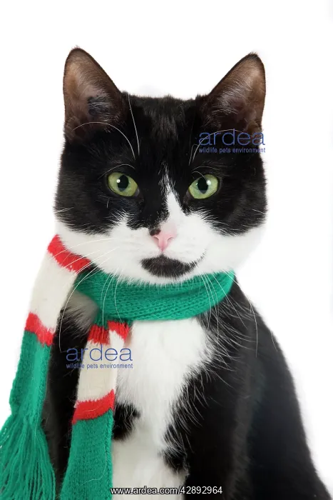 : Cat - Black & White domestic Cat - sitting down : Cat - Black & White domestic Cat - sitting down