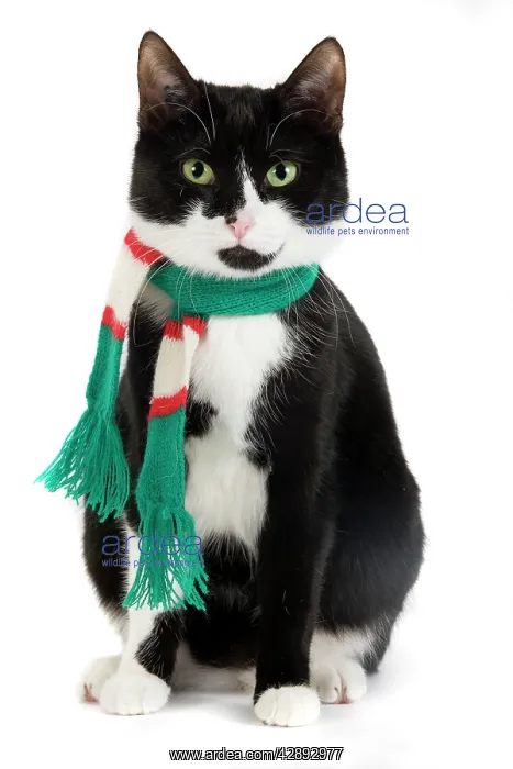  : Cat - Black & White domestic Cat - sitting down