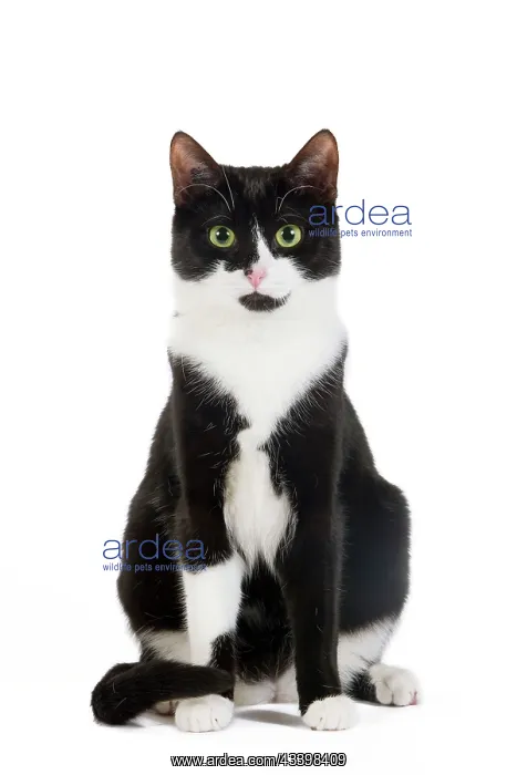 : Cat - Black & White domestic Cat - sitting down : Cat - Black & White domestic Cat - sitting down