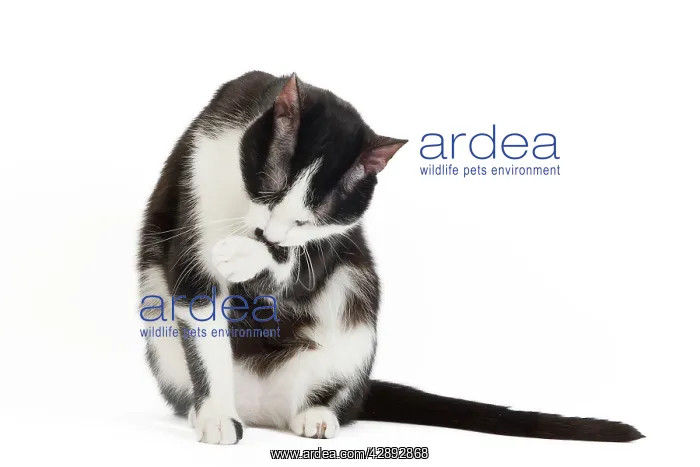 : Cat - Black & White domestic Cat - sitting down licking paw : Cat - Black & White domestic Cat - sitting down licking paw