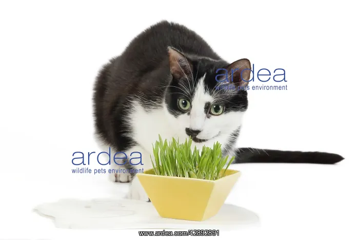 : Cat - Black & White domestic Cat - sniffing plant : Cat - Black & White domestic Cat - sniffing plant