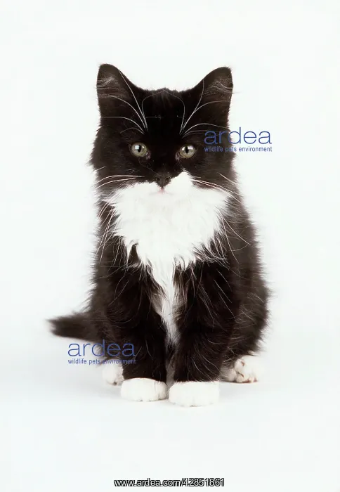 : CAT - Black & White Kitten : CAT - Black & White Kitten