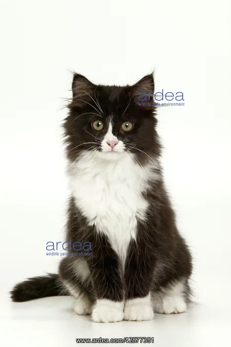 : Cat - Black & White Kitten : Cat - Black & White Kitten