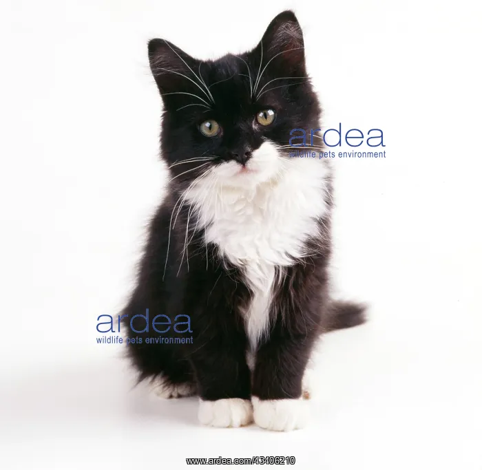 : CAT - black & white kitten : CAT - black & white kitten