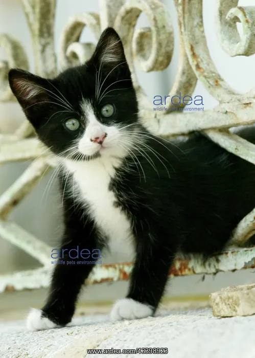  : Cat - Black and white kitten climbing through hole in fence