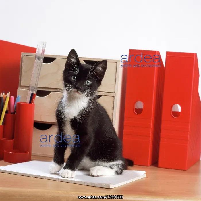 : CAT - Black and white kitten, by files : CAT - Black and white kitten, by files