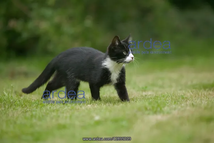 : Cat - Black & White kitten in garden : Cat - Black & White kitten in garden