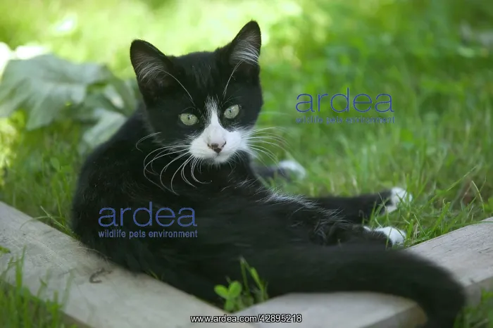 : Cat - Black & White kitten in garden : Cat - Black & White kitten in garden