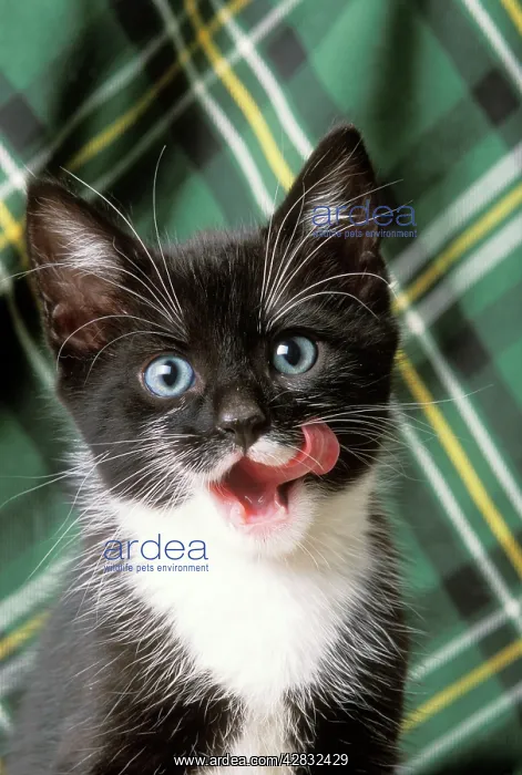 : CAT - black & white kitten licking its mouth : CAT - black & white kitten licking its mouth