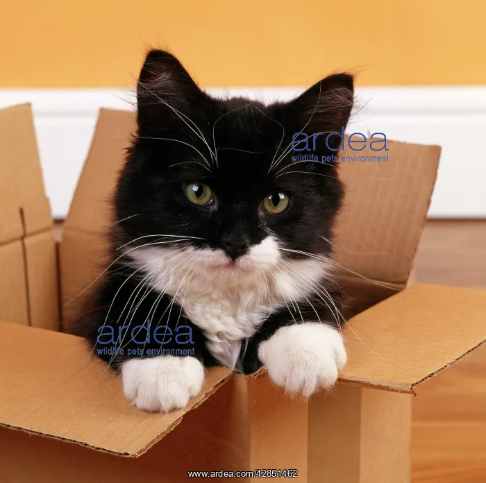 : Cat - Black and White Kitten - looking out from : Cat - Black and White Kitten - looking out from