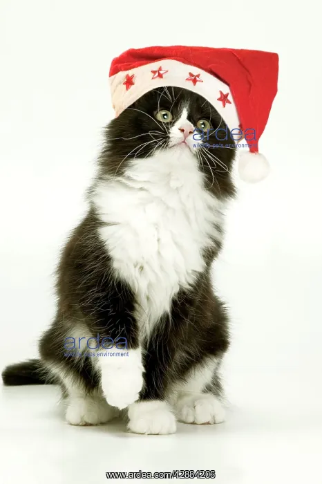 : Cat - Black and White Kitten wearing Christmas : Cat - Black and White Kitten wearing Christmas