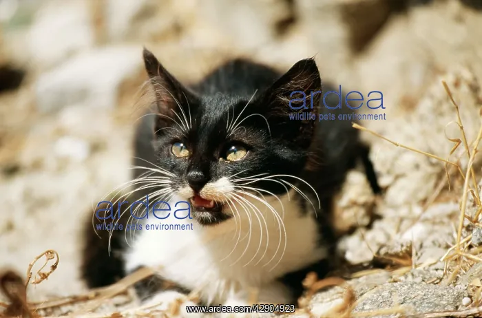 : CAT- Black and white kitten with whiskers : CAT- Black and white kitten with whiskers