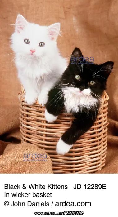 : CAT - Black & White Kittens : CAT - Black & White Kittens