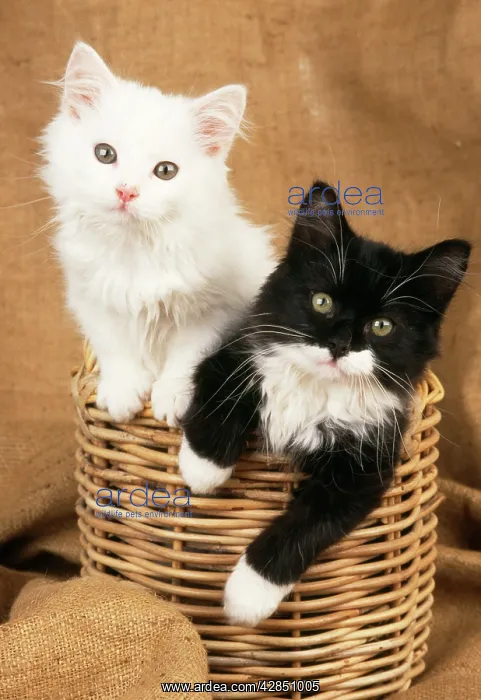 : Cat - Black & White Kittens in a basket : Cat - Black & White Kittens in a basket