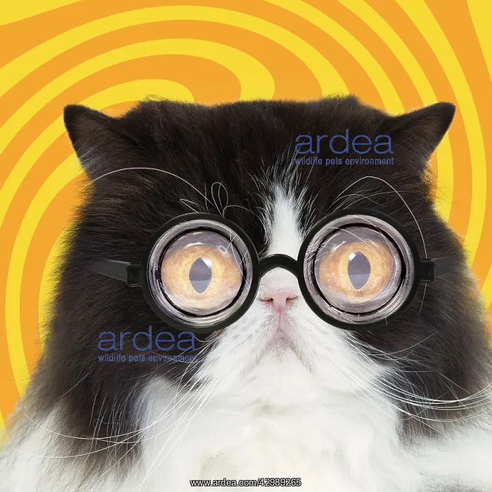 : Cat - Black & White Persian : Cat - Black & White Persian