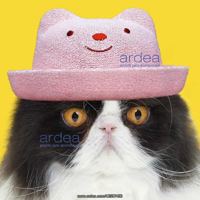 : Cat - Black & White Persian wearing pink smiling hat : Cat - Black & White Persian wearing pink smiling hat