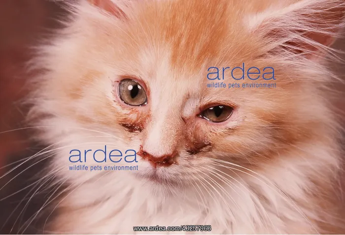 : CAT - WITH BLOCKED TEAR DUCTS : CAT - WITH BLOCKED TEAR DUCTS