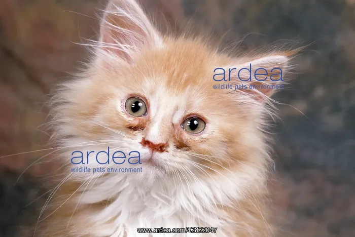  : Cat - blocked tear ducts - like cat flu