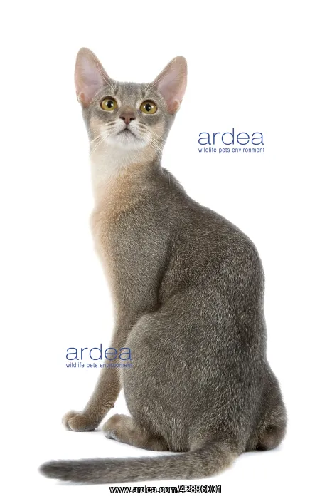  : Cat - blue Abyssinian in studio