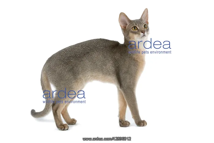  : Cat - blue Abyssinian in studio
