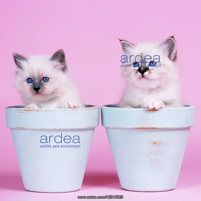 : Cat - Blue Birman and Seal Tabby Birman Kittens : Cat - Blue Birman and Seal Tabby Birman Kittens