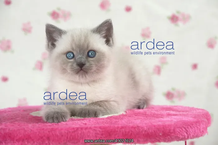 : Cat Blue cream colour point X breed 5.5 week old kitten : Cat Blue cream colour point X breed 5.5 week old kitten