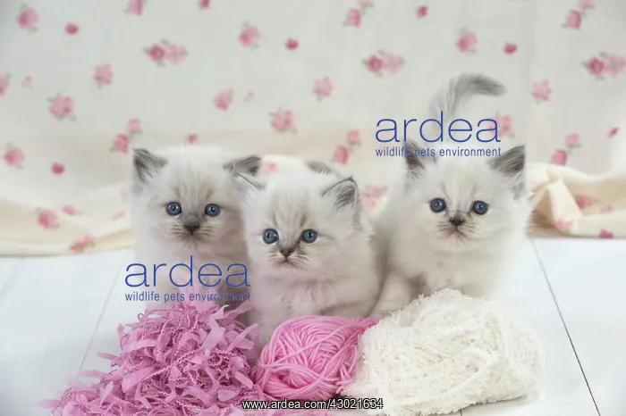: Cat Blue cream colour point X breed 5.5 week old kitten : Cat Blue cream colour point X breed 5.5 week old kitten