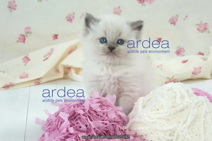 : Cat Blue cream colour point X breed 5.5 week old kitten : Cat Blue cream colour point X breed 5.5 week old kitten