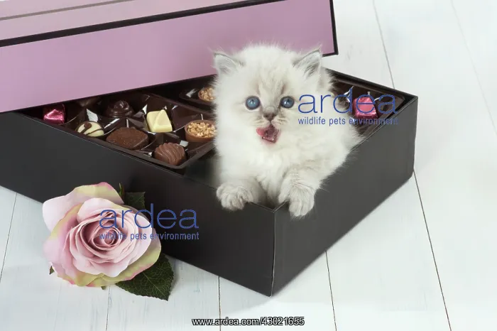 : Cat Blue cream colour point X breed 5.5 week old kitten : Cat Blue cream colour point X breed 5.5 week old kitten
