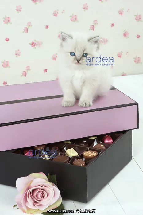: Cat Blue cream colour point X breed 5.5 week old kitten : Cat Blue cream colour point X breed 5.5 week old kitten