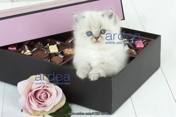  : Cat Blue cream colour point X breed 5.5 week old kitten