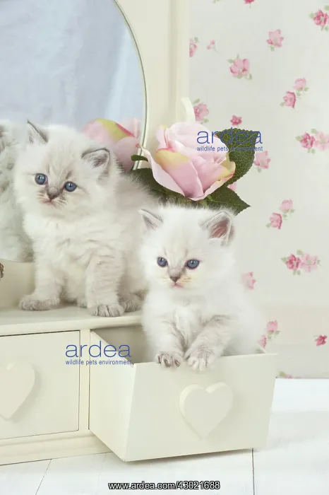 : Cat Blue cream colour point X breed 5.5 week old kitten : Cat Blue cream colour point X breed 5.5 week old kitten