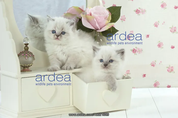 : Cat Blue cream colour point X breed 5.5 week old kitten : Cat Blue cream colour point X breed 5.5 week old kitten