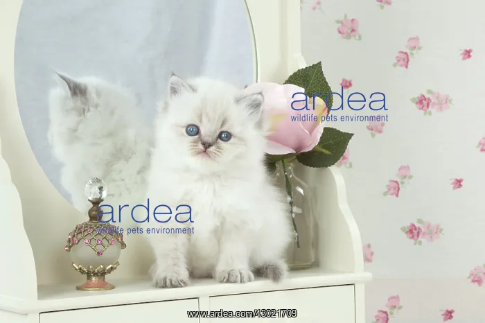 : Cat Blue cream colour point X breed 5.5 week old kitten : Cat Blue cream colour point X breed 5.5 week old kitten