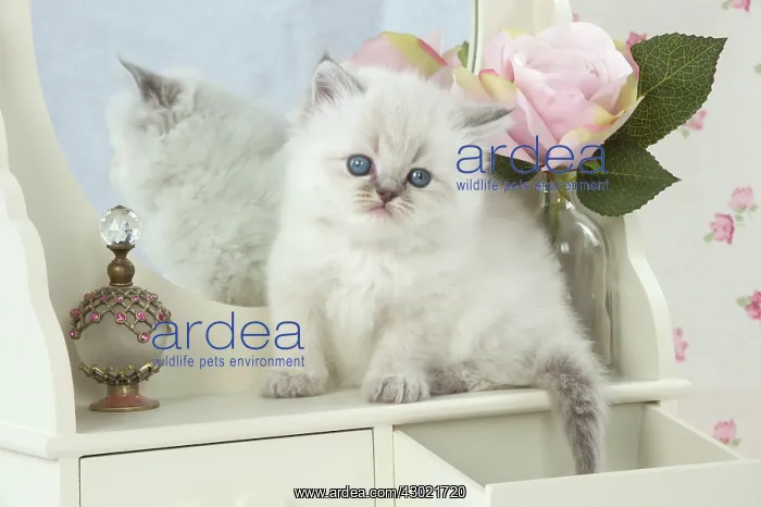 : Cat Blue cream colour point X breed 5.5 week old kitten : Cat Blue cream colour point X breed 5.5 week old kitten