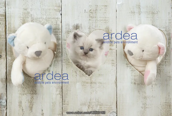 : Cat Blue cream colour point X breed 5.5 week old kitten : Cat Blue cream colour point X breed 5.5 week old kitten