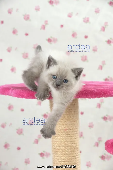 : Cat Blue cream colour point X breed 5.5 week old kitten : Cat Blue cream colour point X breed 5.5 week old kitten