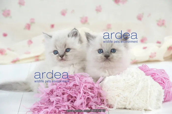 : Cat Blue cream colour point X breed 5.5 week old kitten : Cat Blue cream colour point X breed 5.5 week old kitten