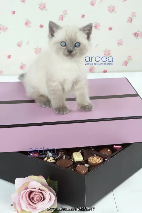  : Cat Blue cream colour point X breed 5.5 week old kitten