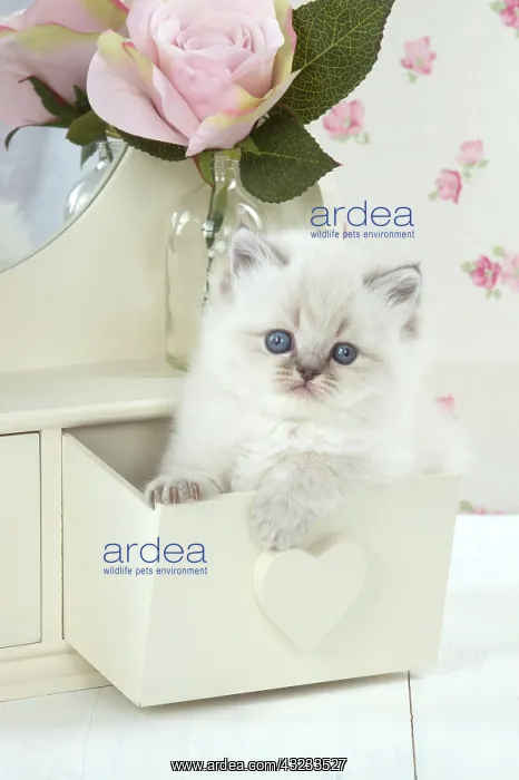 : Cat Blue cream colour point X breed 5.5 week old kitten : Cat Blue cream colour point X breed 5.5 week old kitten
