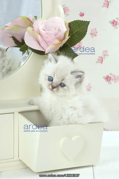 : Cat Blue cream colour point X breed 5.5 week old kitten : Cat Blue cream colour point X breed 5.5 week old kitten