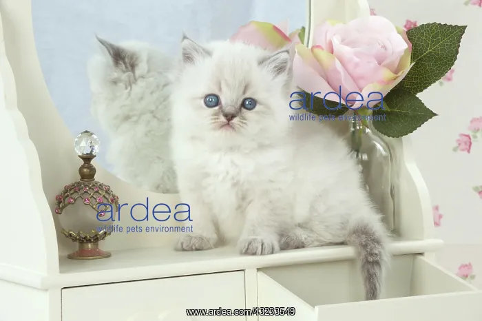 : Cat Blue cream colour point X breed 5.5 week old kitten : Cat Blue cream colour point X breed 5.5 week old kitten