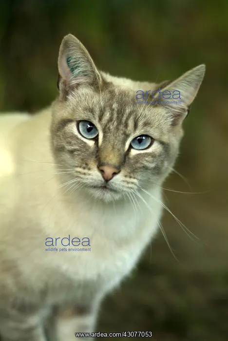  : Cat with blue eyes to gaze deep
