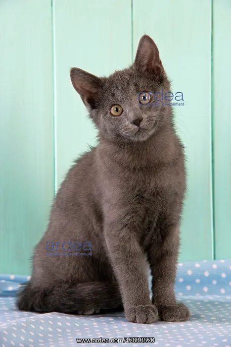 : Cat. Blue Kitten : Cat. Blue Kitten