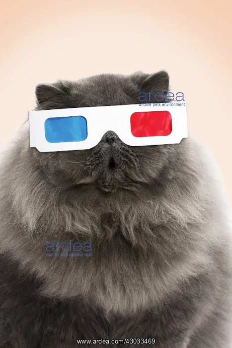 : Cat, Blue Persian wearing 3D glasses, surprised : Cat, Blue Persian wearing 3D glasses, surprised