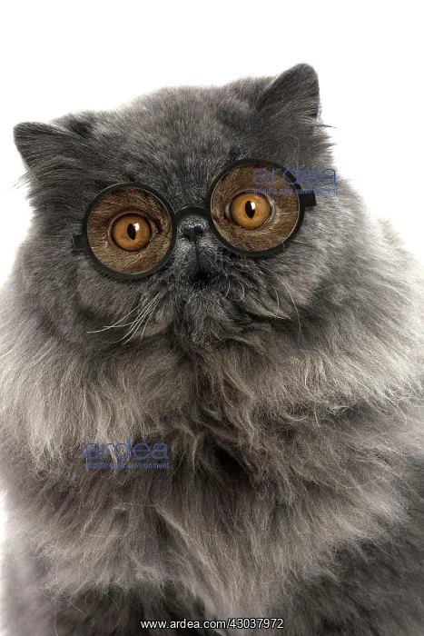 : Cat - Blue Persian wearing glasses, surprised expression : Cat - Blue Persian wearing glasses, surprised expression