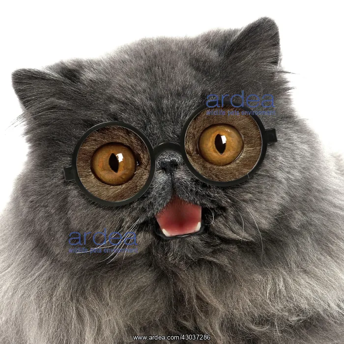 : Cat - Blue Persian wearing glasses smiling laughing : Cat - Blue Persian wearing glasses smiling laughing