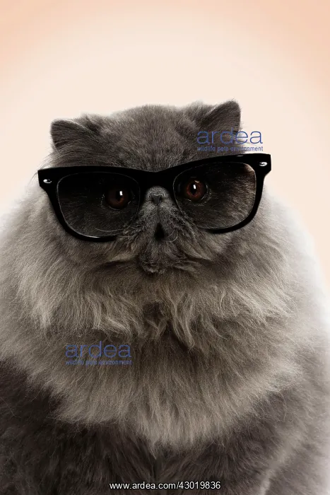 : Cat Blue Persian wearing sunglasses Digital Manipulation Glasses created : Cat Blue Persian wearing sunglasses Digital Manipulation Glasses created
