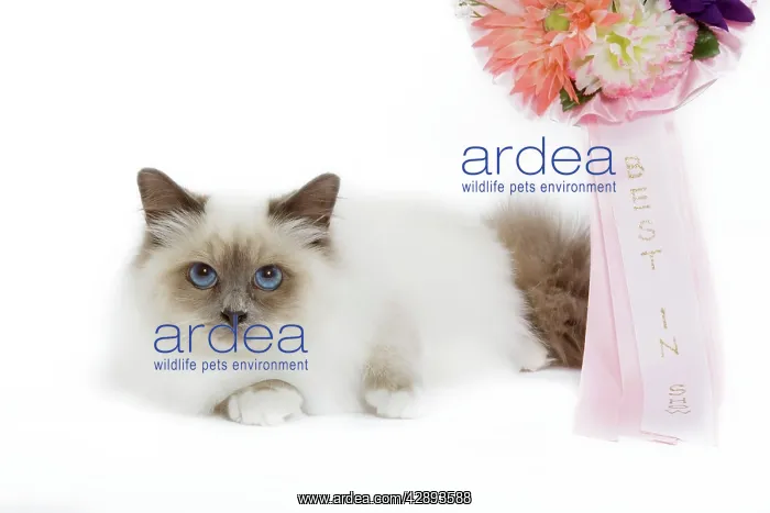  : Cat - Blue Point Birman - kitten with rosette